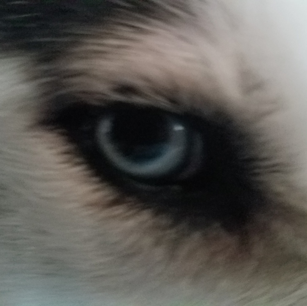 Meet your Posher, Anne